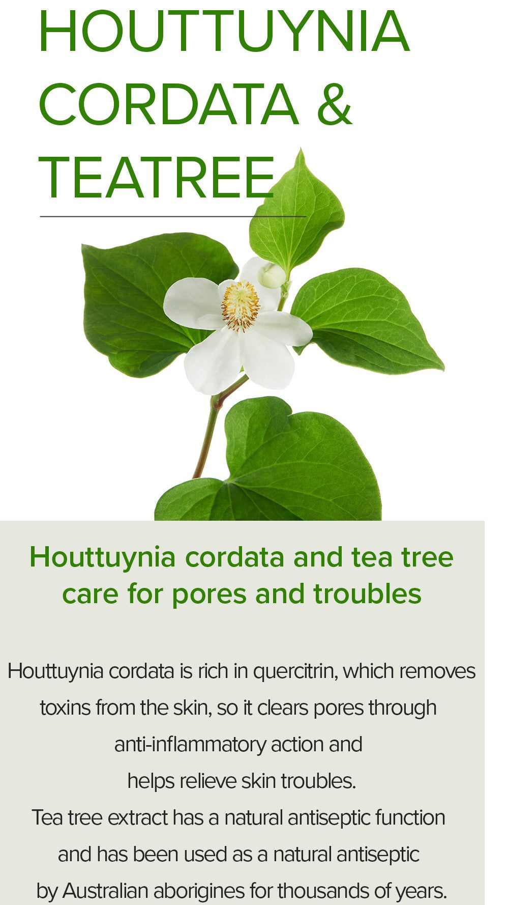 Houttuynia Cordata +Tea Tree Serum - 30ml - 10